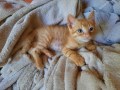 Linus (4)